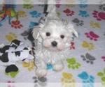 Small #5 Maltese