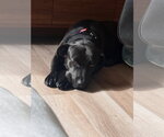 Small #12 Labrador Retriever Mix
