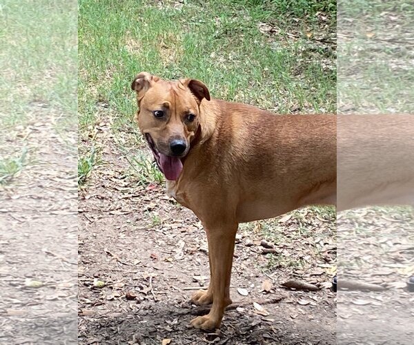 Medium Photo #3 Mutt Puppy For Sale in Spring, TX, USA