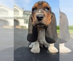 Small #2 Basset Hound