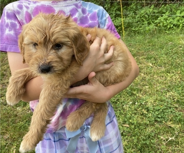 Medium Photo #2 Goldendoodle Puppy For Sale in WESTMINSTER, SC, USA