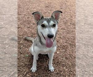 Siberian Husky-Unknown Mix Dogs for adoption in Plano, TX, USA