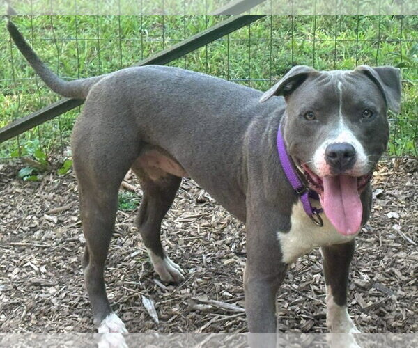 Medium Photo #3 Mutt Puppy For Sale in Rustburg, VA, USA