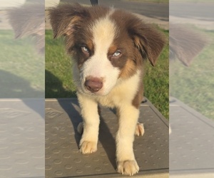 Australian Shepherd Litter for sale in ROY, UT, USA