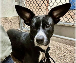 Chihuahua-Unknown Mix Dogs for adoption in Springfield, MA, USA