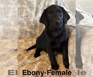 Labrador Retriever Puppy for Sale in OVID, Michigan USA