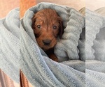 Small #7 Goldendoodle