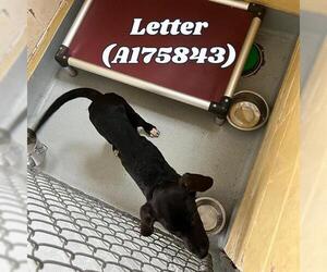 Great Dane-Unknown Mix Dogs for adoption in Tulsa, OK, USA
