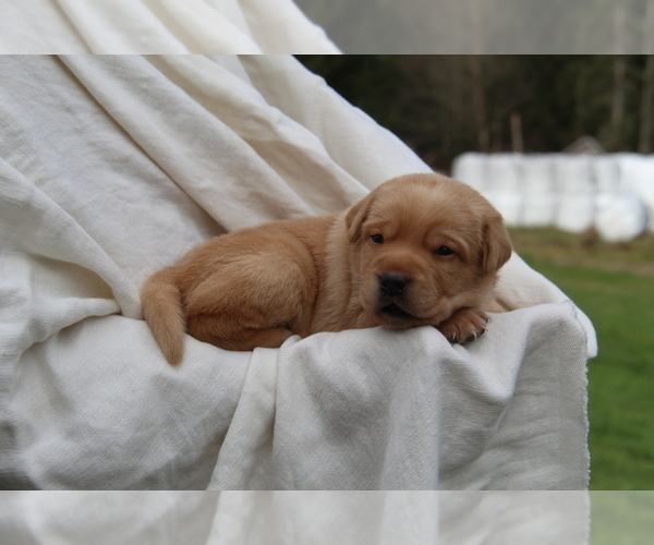 Medium Photo #7 Labrador Retriever Puppy For Sale in HYDE PARK, VT, USA