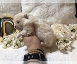 Small Photo #6 Pomeranian Puppy For Sale in REDDING, CA, USA