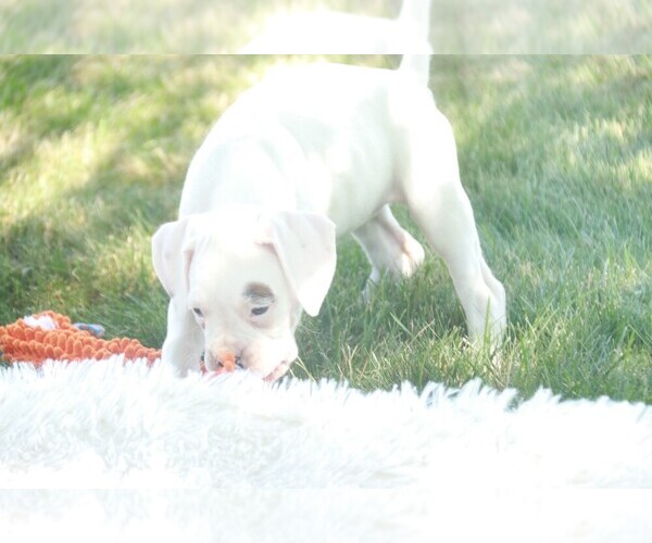 Medium Photo #3 Boxer Puppy For Sale in SHIPSHEWANA, IN, USA