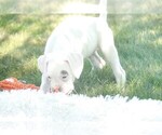 Small #2 Boxer