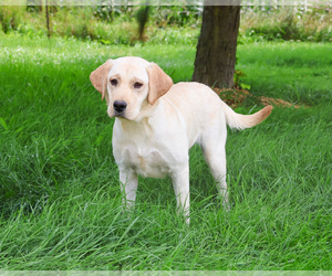 Labrador Retriever Puppy for sale in SYRACUSE, IN, USA