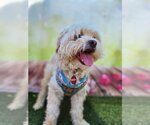 Small Photo #14 Poodle (Miniature)-Unknown Mix Puppy For Sale in Phoenix, AZ, USA