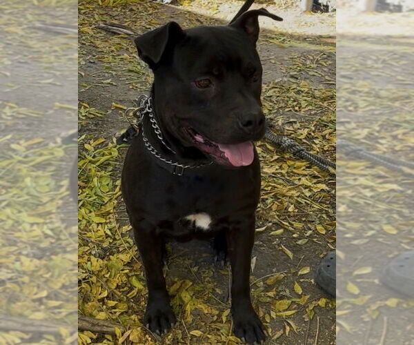 Medium Photo #1 Staffordshire Bull Terrier-Unknown Mix Puppy For Sale in Woodland Hills, CA, USA