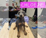 Image preview for Ad Listing. Nickname: Dobby puppies