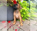 Small #2 Labrador Retriever Mix