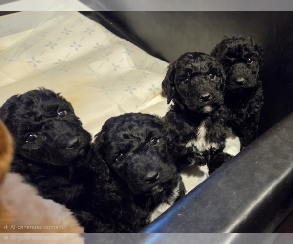 Medium Photo #9 Labradoodle Puppy For Sale in WEST DES MOINES, IA, USA