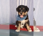 Puppy 3 Bernese Mountain Dog-Siberian Husky Mix