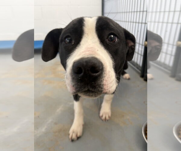 Medium Photo #4 Mutt Puppy For Sale in Sistersville, WV, USA