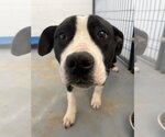 Small #3 Mutt