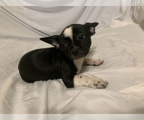 Medium Photo #2 Chihuahua-Unknown Mix Puppy For Sale in The Woodlands, TX, USA