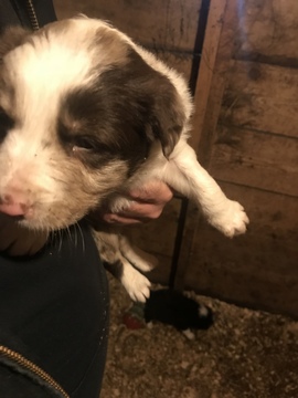 Medium Photo #3 Border Collie Puppy For Sale in JEFFERSON, OH, USA