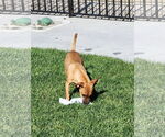 Small #2 Chihuahua Mix