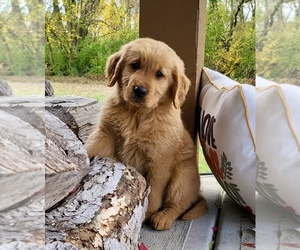 Golden Retriever Puppy for Sale in FRANKLIN, Indiana USA