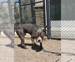 Small American Staffordshire Terrier Mix