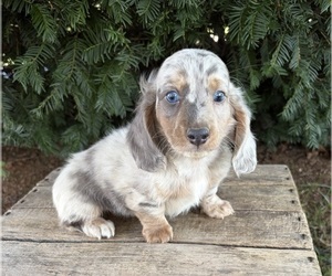 Dachshund Puppy for sale in MIDDLEBURY, IN, USA