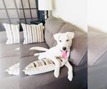 Small #13 Labrador Retriever Mix
