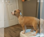 Puppy 2 American Pit Bull Terrier-Catahoula Bulldog Mix