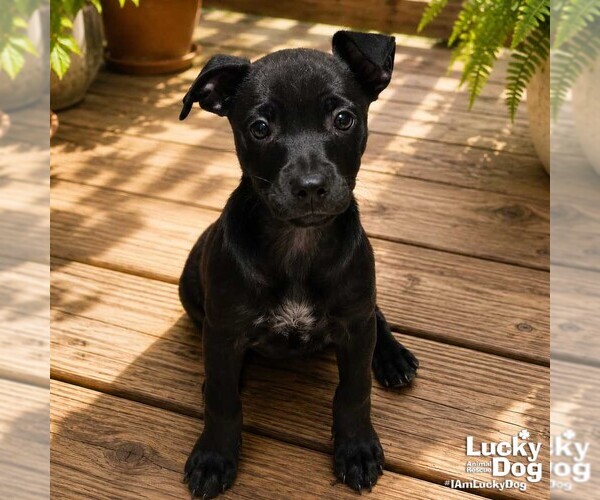 Medium Photo #3 Labrador Retriever-Unknown Mix Puppy For Sale in Washington, DC, USA