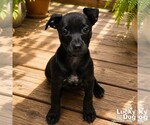 Small #2 Labrador Retriever Mix