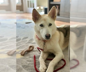 Siberian Husky-Unknown Mix Dogs for adoption in Rockaway, NJ, USA