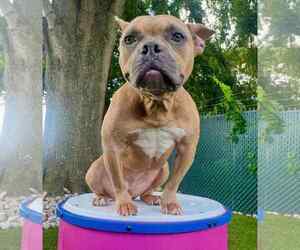 American French Bull Terrier Dogs for adoption in Holly Springs, NC, USA