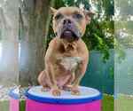 Small American French Bull Terrier