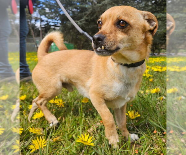Medium Photo #4 Puggle Puppy For Sale in San Francisco, CA, USA