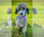 Small #2 Poodle (Toy)