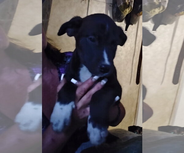 Medium Photo #2 Staffordshire Bull Terrier-Unknown Mix Puppy For Sale in The Woodlands, TX, USA