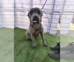 Small #7 Mutt