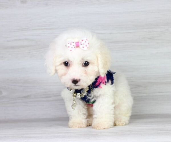 Medium Photo #4 Maltipoo Puppy For Sale in LAS VEGAS, NV, USA