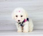 Small Photo #4 Maltipoo Puppy For Sale in LAS VEGAS, NV, USA