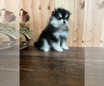 Small Photo #13 Pomsky Puppy For Sale in STAPLES, MN, USA