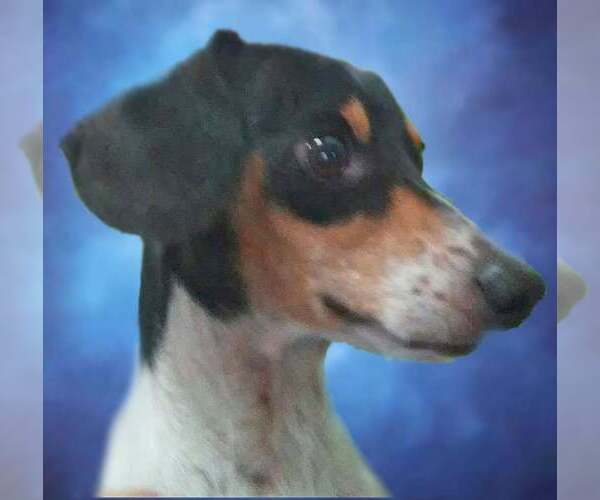 Medium Photo #11 Dachshund-Unknown Mix Puppy For Sale in San Antonio, TX, USA