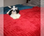 Small Shih Tzu