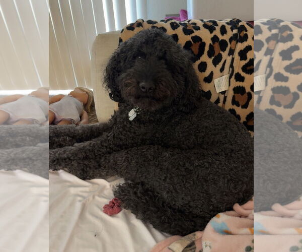 Medium Photo #5 Poodle (Standard) Puppy For Sale in Crystal, MN, USA