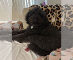 Small #4 Poodle (Standard)
