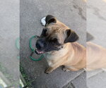 Small #2 Pug Mix